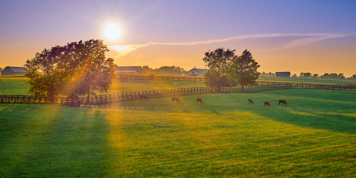 Shelby County horse farm